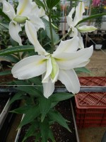 [4273 Serene Angel No02.JPG]